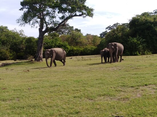 Kaudulla Safari
